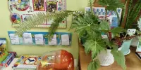 Смотр-конкурс уголков природы в детском саду